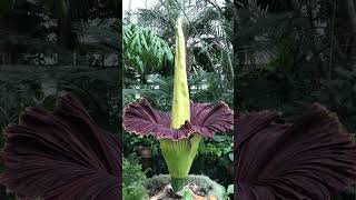 Titan Arum  Largest unbranched inflorescence in World  Observed in Description [upl. by Norry396]