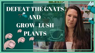 Worm Castings Tea  How To Kill Fungus Gnats  A Plant Tea Video of Safe and Epic Proportions [upl. by Otti]