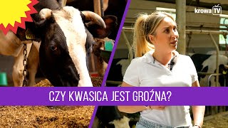 Kwasica żwacza u bydła przyczyny objawy i zapobieganie [upl. by Llekcor178]