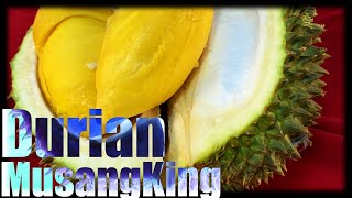 Makan Durian 〜Musang king〜 猫山王 Lee durian Kuching  日本人散歩ドリアンを食う20240712 [upl. by Eerrehs]