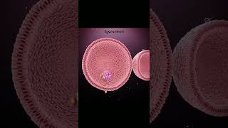 lysosomes fusion blast shorts  biologicalscience [upl. by Annabel]