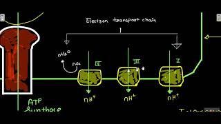 chemiosmotic theory [upl. by Ginsburg]