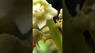 ലോങ്ങൻ garden gardeningadvice gardentips fruit gardeningtips flowers gardening natural [upl. by Eisak]