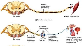 Automatic nervous system  Sympathetic Vs parasympathetic [upl. by Lydell]