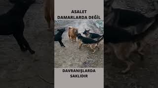 Köpeğe Saldıran Köpek Sürüsü [upl. by Assile534]