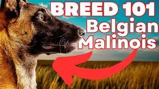 BELGIAN MALINOIS 101 Everything You Need To Know About the Belgian Malinois [upl. by Enilrae]