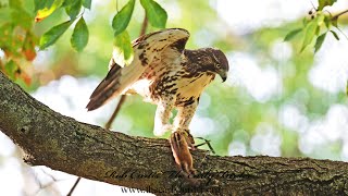 Buteo jamaicensis REDTAILED HAWK has unfortunate Chipmunk for lunch 9091350 [upl. by Ahsyia]