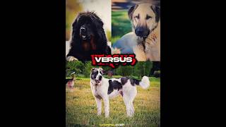 Tibetan Mastiff vs Alabai vs Kangal shorts edit 1v1 dogs [upl. by Emilee]