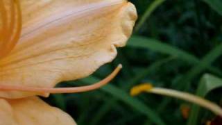 Hybridizing pollinating Daylilies in Your Garden [upl. by Ahseinat]