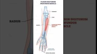 Flexor digitorum profundus muscle physiotherpy humananatomy upperbodymuscle sports [upl. by Norrv404]