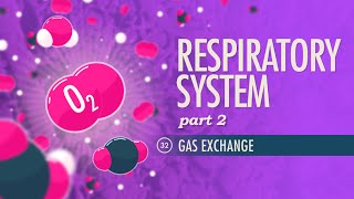 Respiratory System Part 2 Crash Course Anatomy amp Physiology 32 [upl. by Trocki]