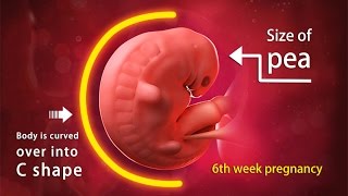 6 Weeks Pregnant A Complete Guide on Fetal Development [upl. by Aleahcim142]