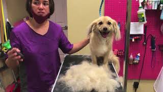 How to Brush and Deshed your pet Tips [upl. by Nwahshar275]