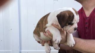 Olde English BULLDOGGES Puppies For Sale at Kennys Kennels [upl. by Sorips]