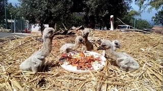 Our new baby European White Stork Ciconia ciconia [upl. by Nicholas]