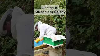 Uniting A Queenless Colony  Stewart Spinks From The Norfolk Honey Co [upl. by Ahsekat667]