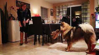 Django chien eurasier joue à chat autour de la table de noel [upl. by Ernst]