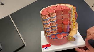 Anatomy of a Muscle Fiber [upl. by Ellirpa]