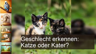 Katze oder Kater Geschlecht erkennen [upl. by Glenn33]