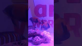 Marine Fish at 5th Aquagic Meet Goregaon Full Video On My Channel Ethan Francis24 [upl. by Pump]