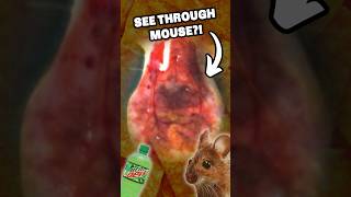 Doritos Dye Makes Mice TRANSPARENT [upl. by Iruj]