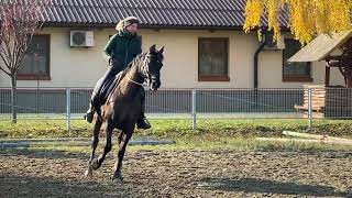 Working Equitation training with Bolivar [upl. by Norga]