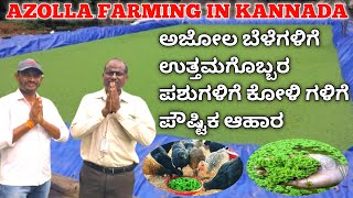 Azolla farming in kannada  azolla cultivation  ಅಜೋಲ  ಕೋಳಿ ಸಾಕಾಣಿಕೆ amp ಪಶುಪಾಲನೆಯಲ್ಲಿ ಪೌಷ್ಟಿಕ ಆಹಾರ [upl. by Dickie658]