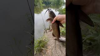 Catfishfishingcatfishriverfishingchannelcatfishriverfishing [upl. by Eisler]