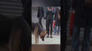 Dieser Hund hat seinen Platz wochenlang nicht verlassen ❤️ [upl. by Inglebert76]