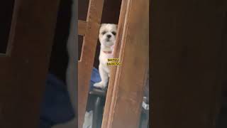 SHIH TZU BARKING [upl. by Soinotna]