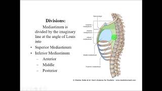 Anatomy of MEDIASTINUM  Dr Yusuf [upl. by Redford]