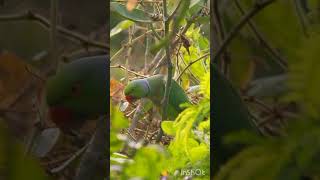 இயற்கையின் பேரழகு 📸🦜parrot nature viralvideo shortvideo love [upl. by Akinom]