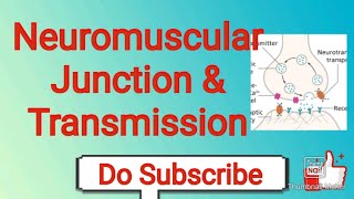 Neuromuscular junctions [upl. by Stern]