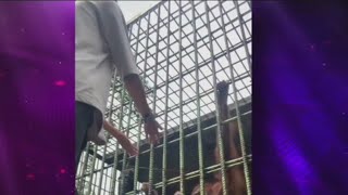 Orangutan grabs man at zoo [upl. by Bois]