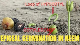 EPIGEAL GERMINATION IN NEEM SEED LIVE EXAMPLE [upl. by Nrobyalc]