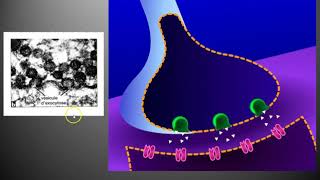 TS  Fonctionnement dune synapse neuromusculaire ou plaque motrice [upl. by Nerin]