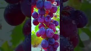 Angoor KA Dana song on grapes shortvideo fruit shortsviral viralvideo angoorkadana angoor [upl. by Aleekat]