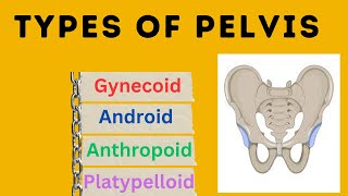 Types of Pelvis  Different types of pelvis with different morphology [upl. by Aelrac]