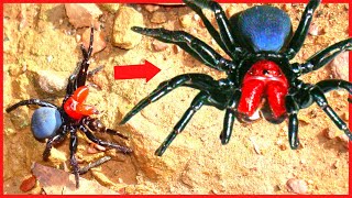 TOP 10 ARANHAS MAIS VENENOSAS DO MUNDO [upl. by Aluino703]