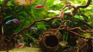 Apistogramma agassizii aquarium [upl. by Anwaf]