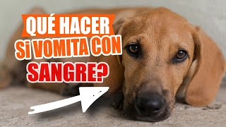 ¿QUÉ HACER si mi Perro VOMITA SANGRE 🐶🩸Causas y Soluciones [upl. by Trepur]