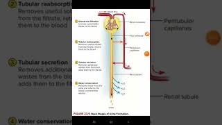 Formation of urinenephronnephron functionRenal physiology [upl. by Rey]