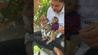 quotExcited Baby Monkeys Happy Play Dayquot [upl. by Luapnaej]