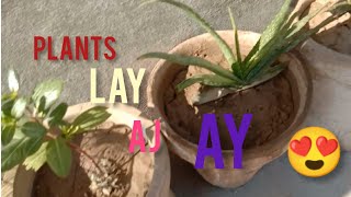 plants lay ay aj hum setup per surprise 😄😄😄 [upl. by Medardas]