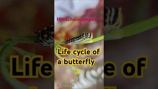 Lifecycle of a butterfly himachalinbangalore butterfly shorts nature ytshorts trending peace [upl. by Cusack]