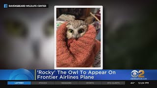 Rocky The Owl To Appear On Airplane [upl. by Salba]