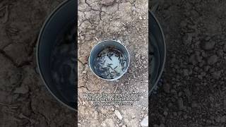 Earwigs in Your Garden🤔 Gardening Hack Part 1 [upl. by Galatia]