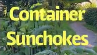 Growing sunchokes in containers [upl. by Asaph682]