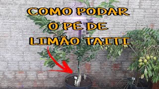 PODA DO LIMÃO TAITI EM VASO [upl. by Einnig]