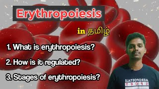 17 Erythropoiesis or Red Blood Cell Formation [upl. by Derayne]